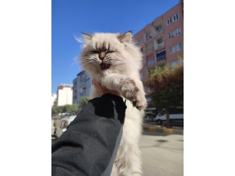 British longhair dişi