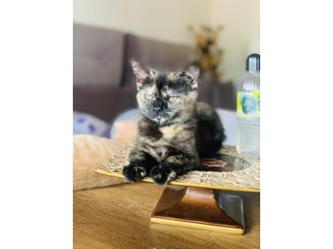 British shorthair dişi black tortie kedimiz