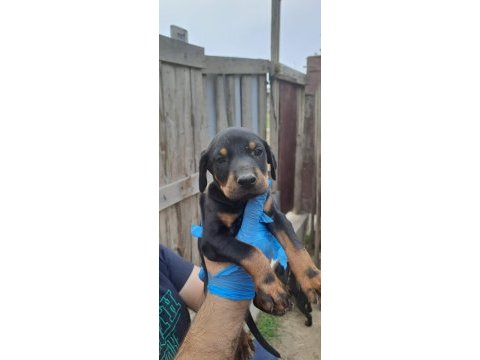 Doberman damızlık dişi ve erkek