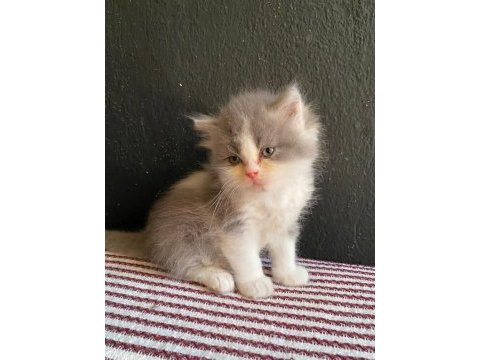 İster dişi ister erkek kedimiz antalya adrese teslim