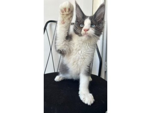 Mavi gözlü dev adam maine coon