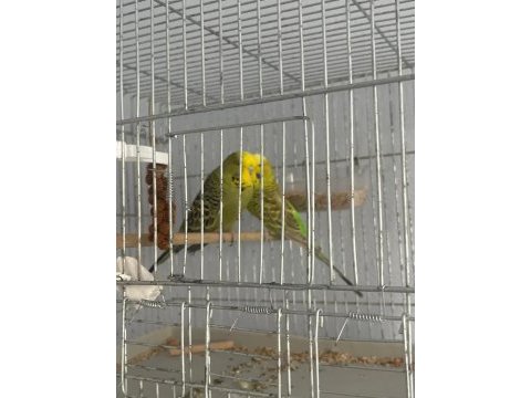 Yerli takım yumurtlayacak muhabbet kuşu