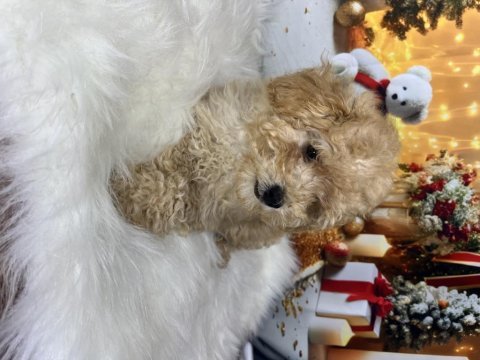 Kıvır kıvır maltipoo