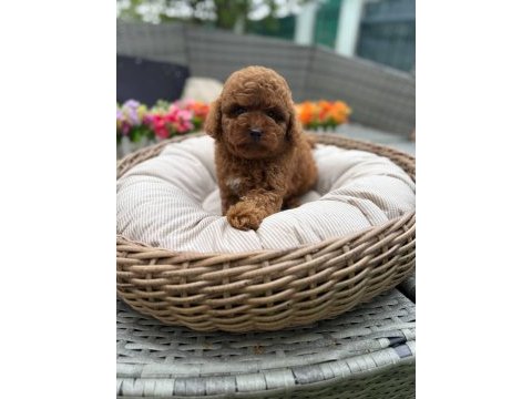 Ruhsatlı köpek çiftliğinden toy poodle yavrularımız