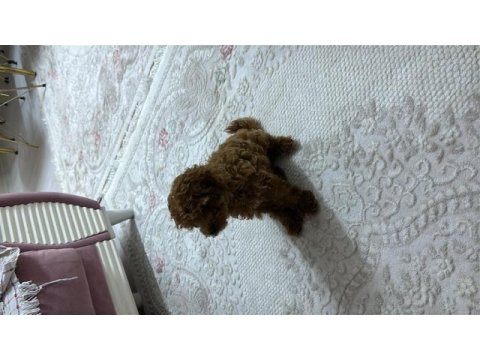2 aylık toy poodle (dişi)