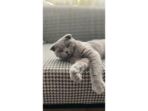 Ücretsiz sahiplendirilecek scottish fold