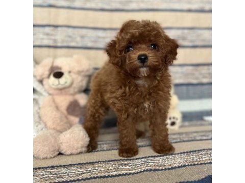 Kızıl kahve mükemmel toy boy poodle