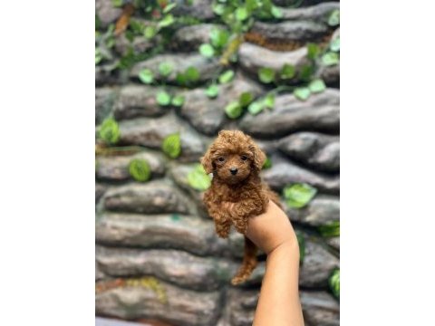 10 ağustos doğumlu kore kan poodle yavrular