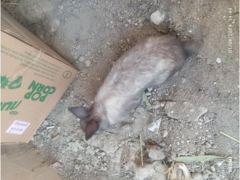 2 adet erkek cüce tavşan