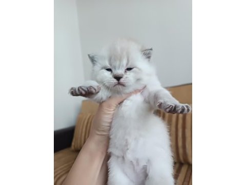 British longhair ve shorthair yavru kediler