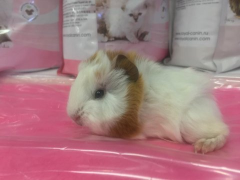 Guineapig bebekler gelmiştir