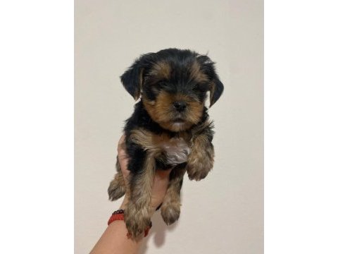 Mini mini yorkie yavrularımız