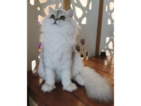 Scottish straight longhair ns 11 erkek