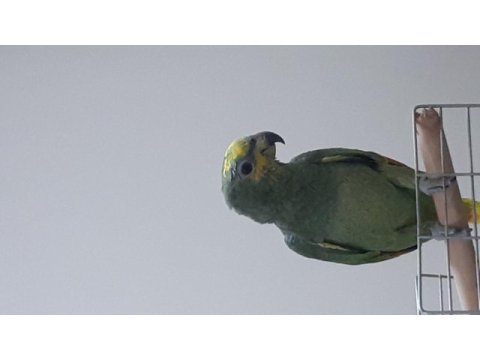 Amozon papağanı cts belgeli
