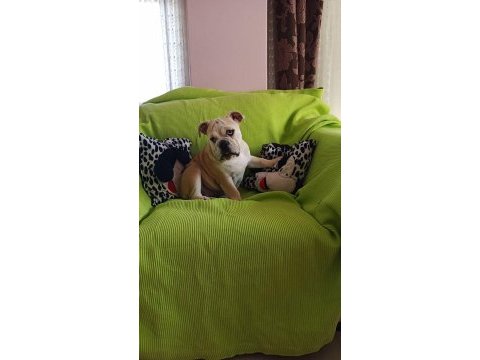 Orijinal ırk english bulldog yavrumuz
