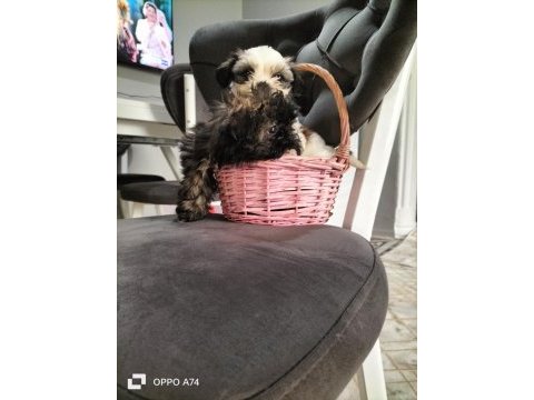 2 erkek shih tzu yavrular