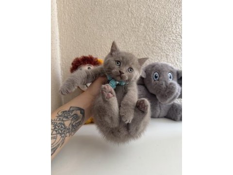 British shorthair lilac rengi