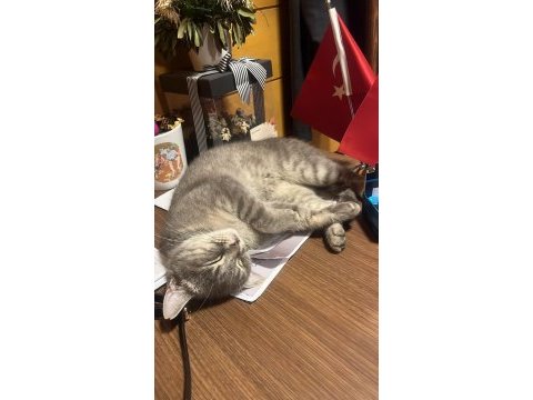 Sağır kedimiz ama çok tatlı