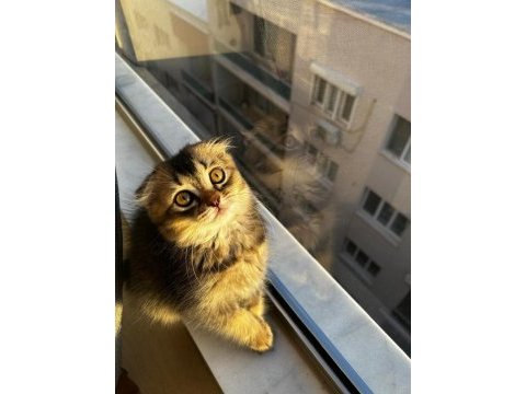 Oyuncu scottish fold yavrumuz