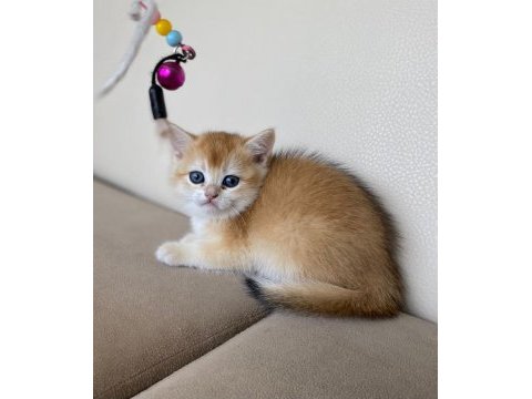 Tatlı mı tatlı british shorthair yavrular