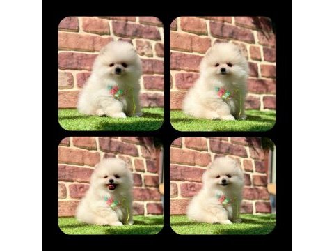 Pomeranian yavruları