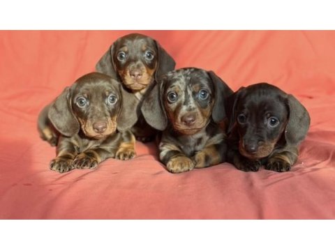 Çikolata ve çikolata merle dachshund yavrular