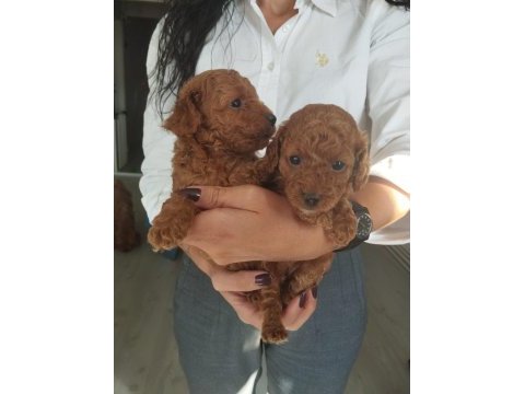 Birbirinden güzel toy poodle bebeklerimiz