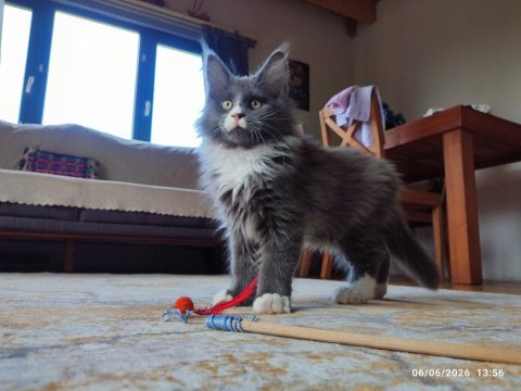 3 aylık yavru dev maine coon pasaport çip şecere