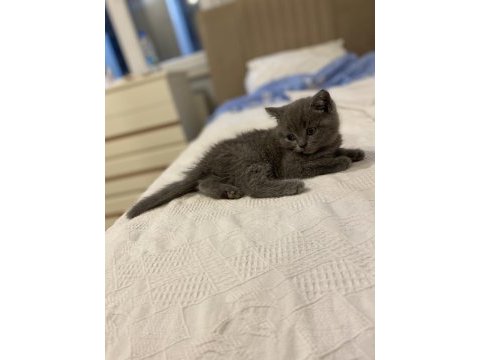 Orijinal british shorthair dişi