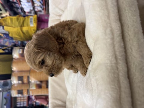 2 aylık dişi toy poodle yavrumuz