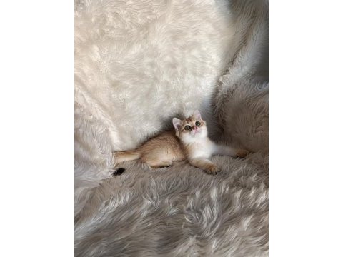 British shorthair golden oğlumuz