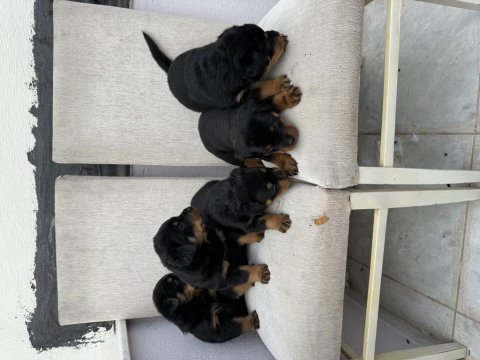 Üst kalite rottweiler