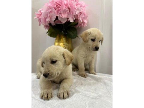 Baby show kalite yavrular 