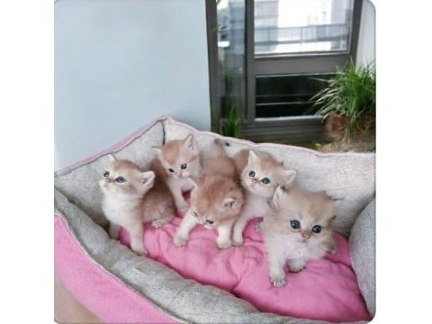 British shorthair ny12 longhair erkek