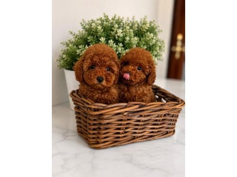 Red brown minyatür toy poodle yavrular