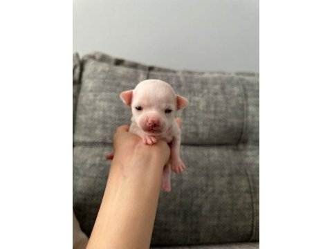 Chihuahua beyaz yavrular