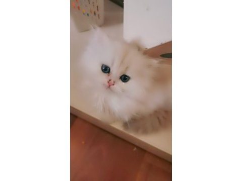 Tombul şirin silver british longhair erkek