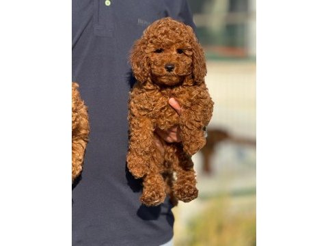 Petmode köpek çiftliğinden redbrown toy poodle