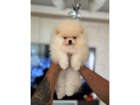Show class baby face pomeranian boo