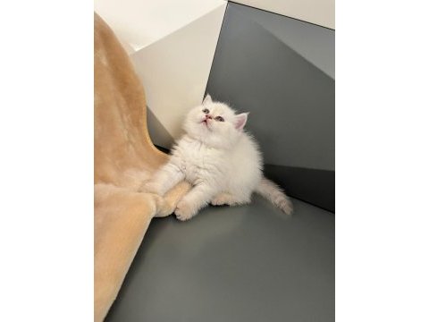 British blue point erkek yavru