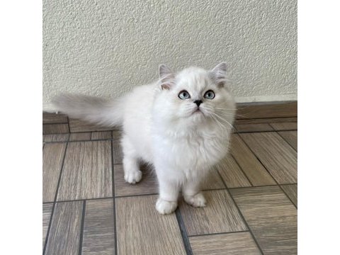Sevgi dolu yakışıklı british longhair oğlumuz