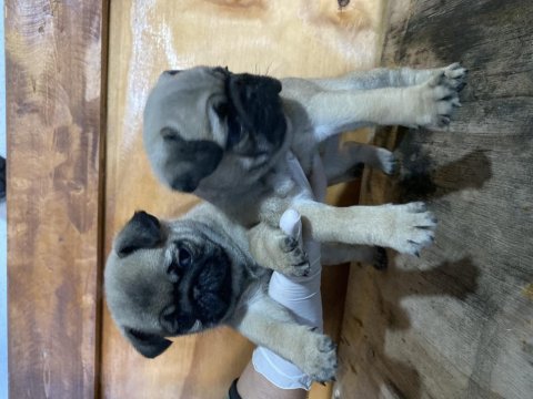 Safkan pug mops yavrular