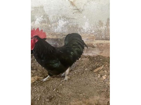 Austrolorp horoz