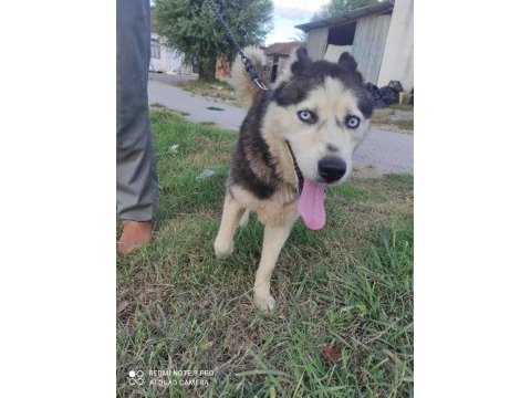 Husky köpeğimize yeni yuva arıyoruz