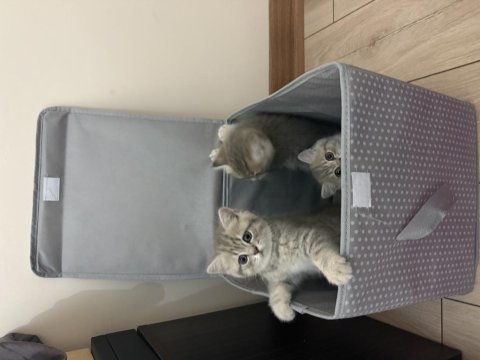 British shorthair yavrular