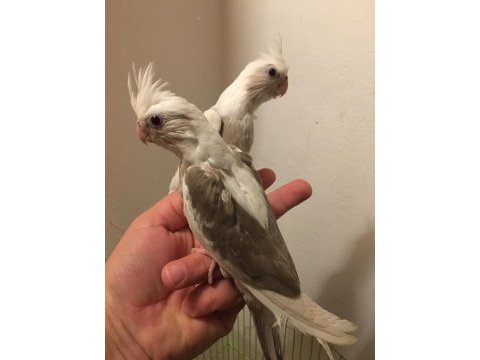 40 günlük el beslemesi a kalite wf white kuşlar