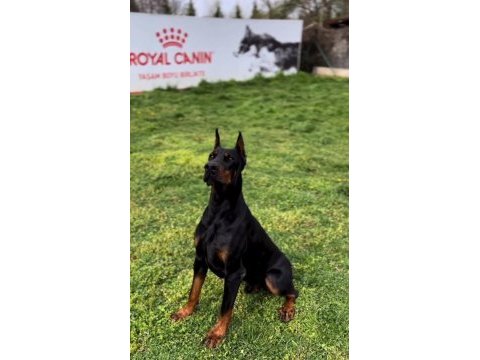 A kalite şecereli king doberman son 2 yavrumuz