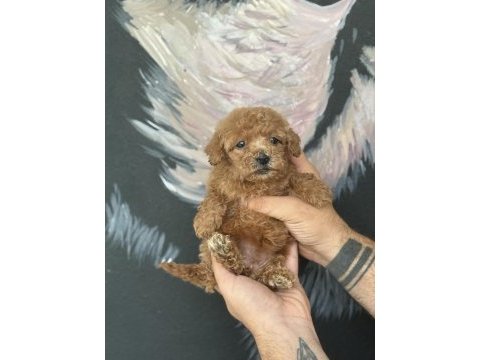 A kalite mini boy maltipoo