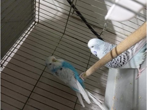 Jumbo yerli ve yavru muhabbet kuşu takımlar