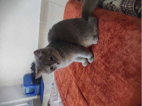 Kedimiz cinstir